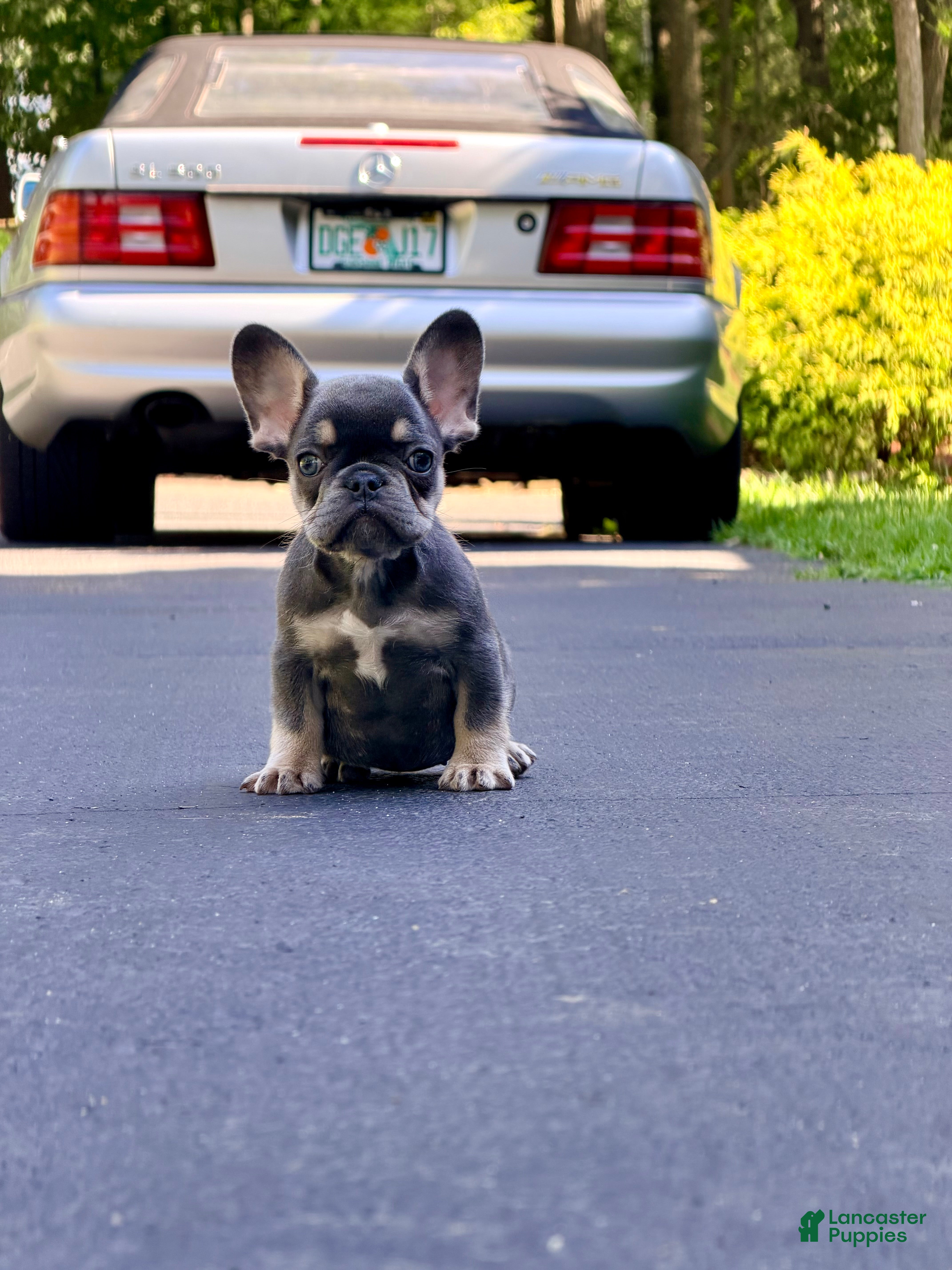 French Bulldog dogs for sale: Sophie French Bulldog 4 - Ad 2