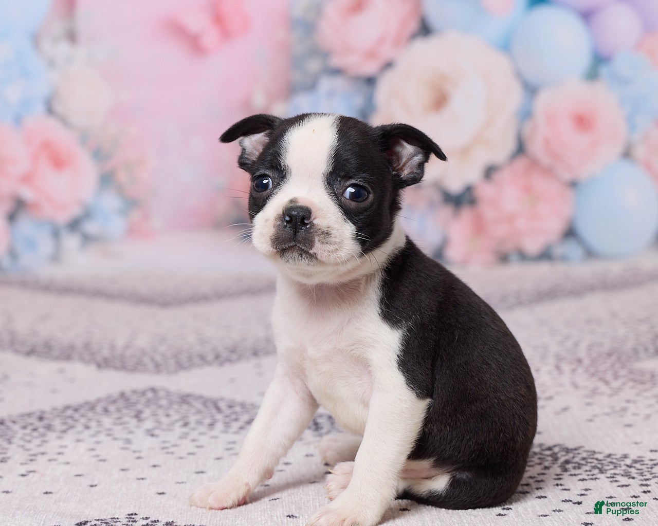 Boston Terrier dogs Bob - Ad 2