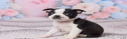 Boston Terrier dogs for sale: Bob - Ad 2