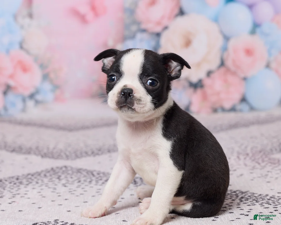 Boston Terrier dogs for sale: Bob - Ad 2