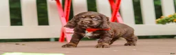 Cocker Spaniel dogs for sale: Asher - Ad 4