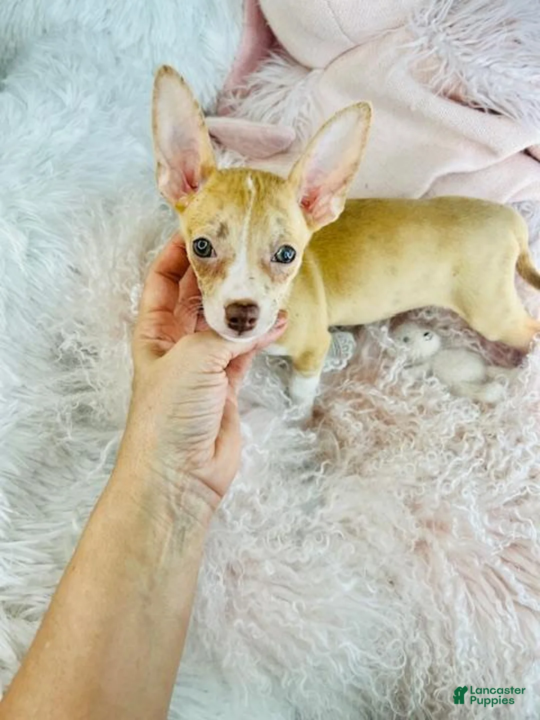 Chihuahua dogs for sale: Chihuahua Puppy 1 - Ad 1
