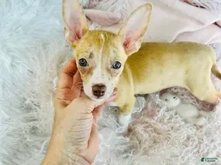 Chihuahua dogs Chihuahua Puppy 1 - Ad 10