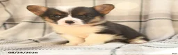 Welsh Corgi Pembroke dogs for sale: Daisy - Ad 5