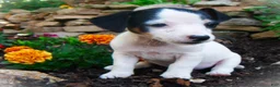 Jack Russell Terrier dogs for sale: Caddie - Ad 4