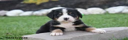 Bernese Mountain Dog dogs for sale: Billy - Ad 3