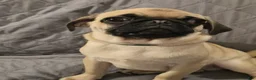 Pug dogs for sale: Pug Puppy 2 - Ad 10