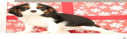 Cavalier King Charles Spaniel dogs for sale: Emerson - Ad 7