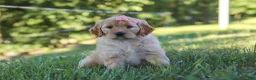Mixed Breed dogs for sale: Jada - Ad 3