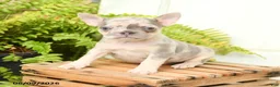 French Bulldog dogs for sale: Jolene - Ad 2