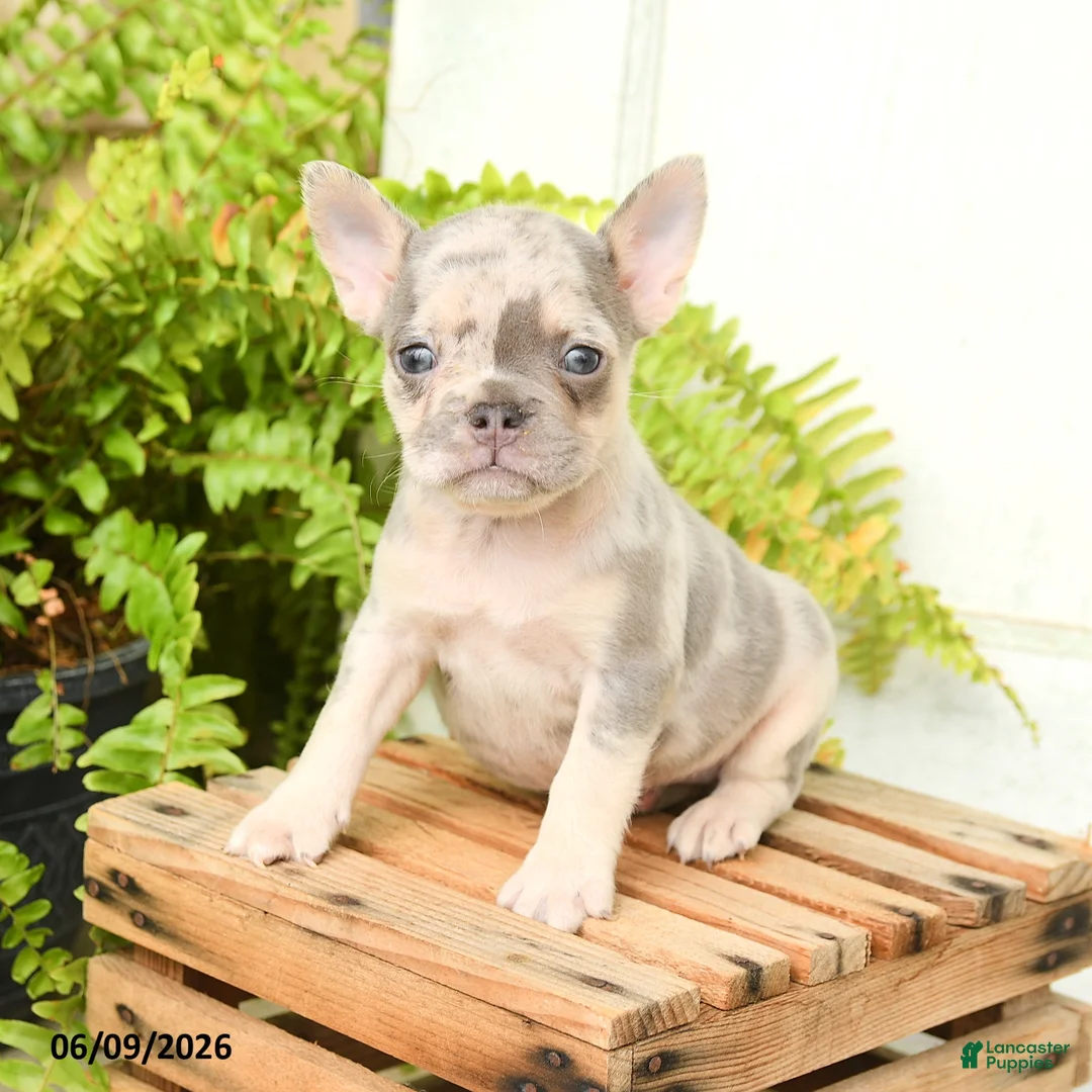 French Bulldog dogs for sale: Jolene - Ad 2