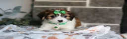 Cavapoo dogs for sale: Maggie - Ad 3