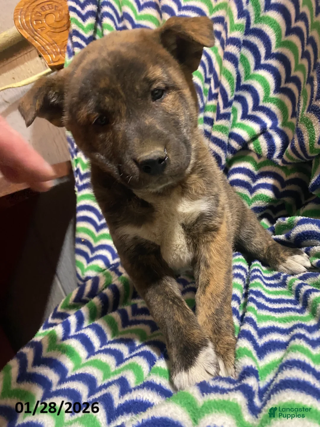 Mixed Breed dogs for sale: Wolf  - Ad 1