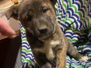 Mixed Breed dogs Wolf - Ad 17