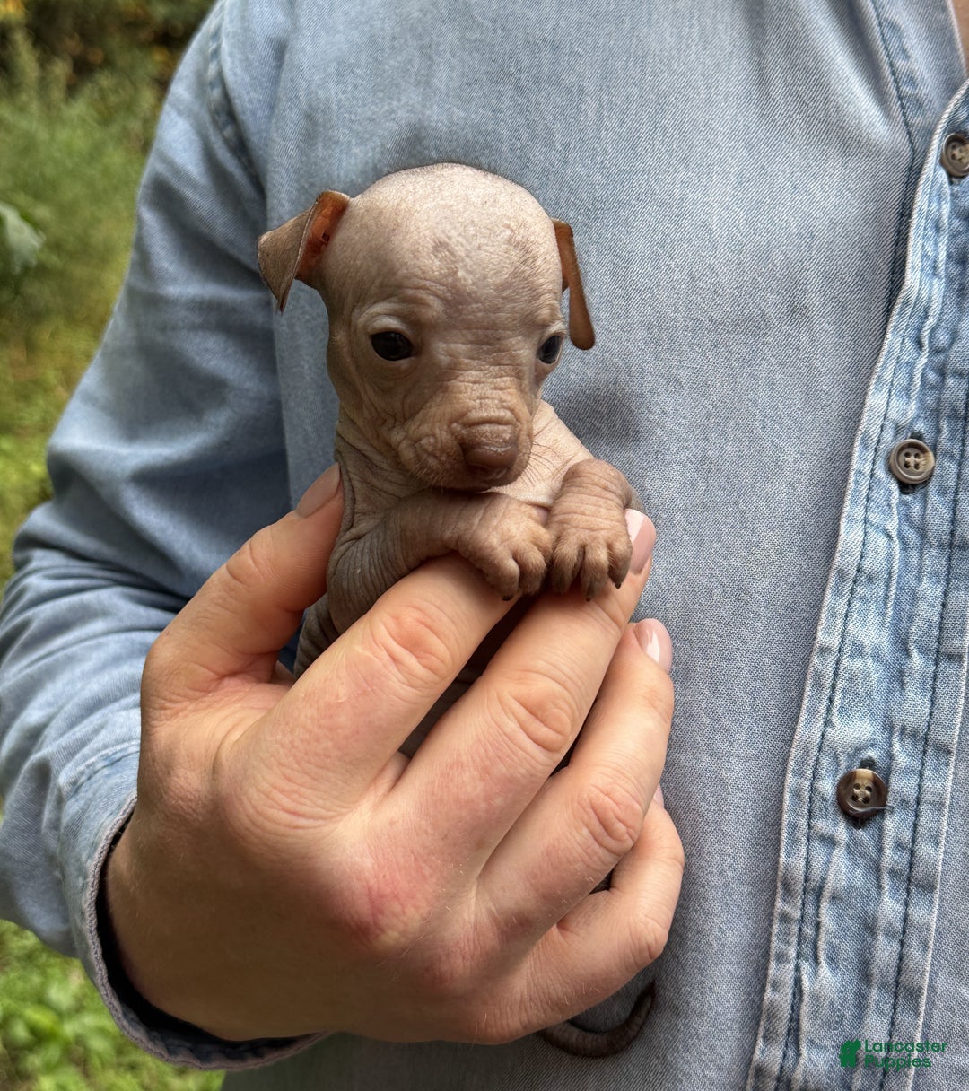 Mixed Breed dogs for sale: Cleopatra  - Ad 49