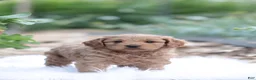 Cavapoo dogs for sale: Caramel  - Ad 4