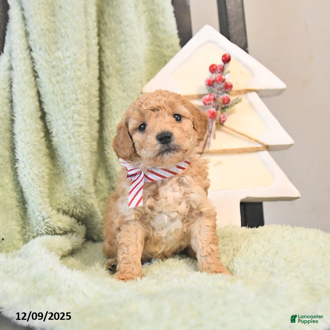 Mini Goldendoodle dogs for sale: Brady  - Ad 1