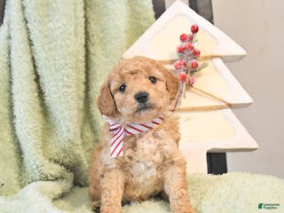 Mini Goldendoodle dogs Brady - Ad 16