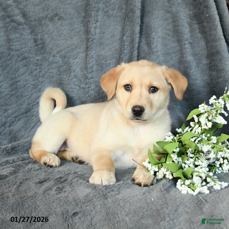 Mixed Breed dogs Fern - Ad 2