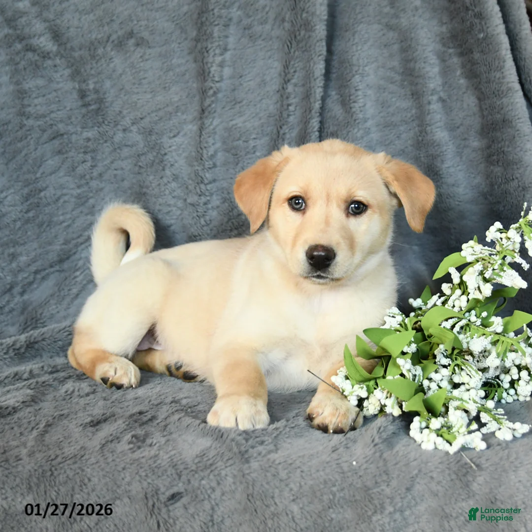 Mixed Breed dogs for sale: Fern - Ad 2