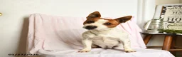Jack Russell Terrier dogs for sale: Pepsi - Ad 1