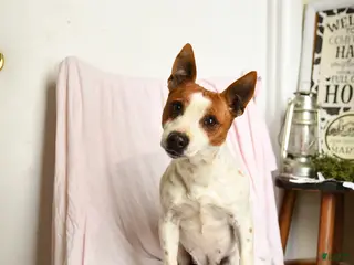 Jack Russell Terrier dogs Pepsi - Ad 32