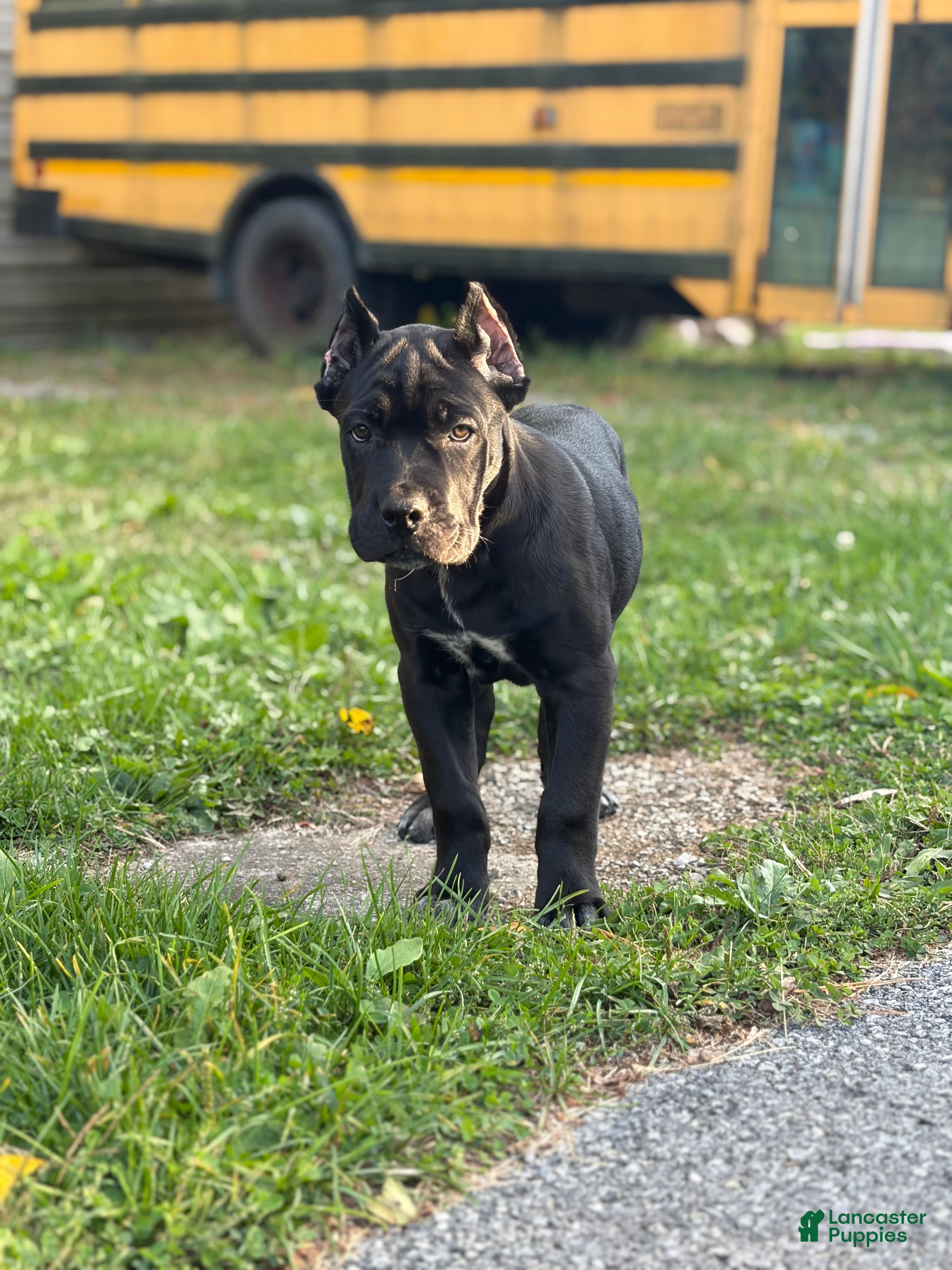 Cane Corso dogs Opal - Ad 9