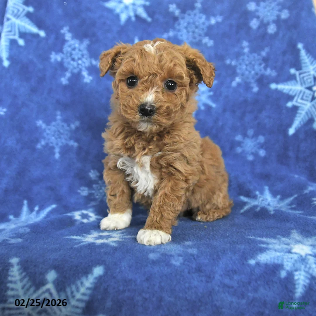 Miniature Poodle dogs for sale: Emma - Ad 1