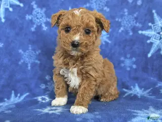 Miniature Poodle dogs for sale: Emma - Ad 3