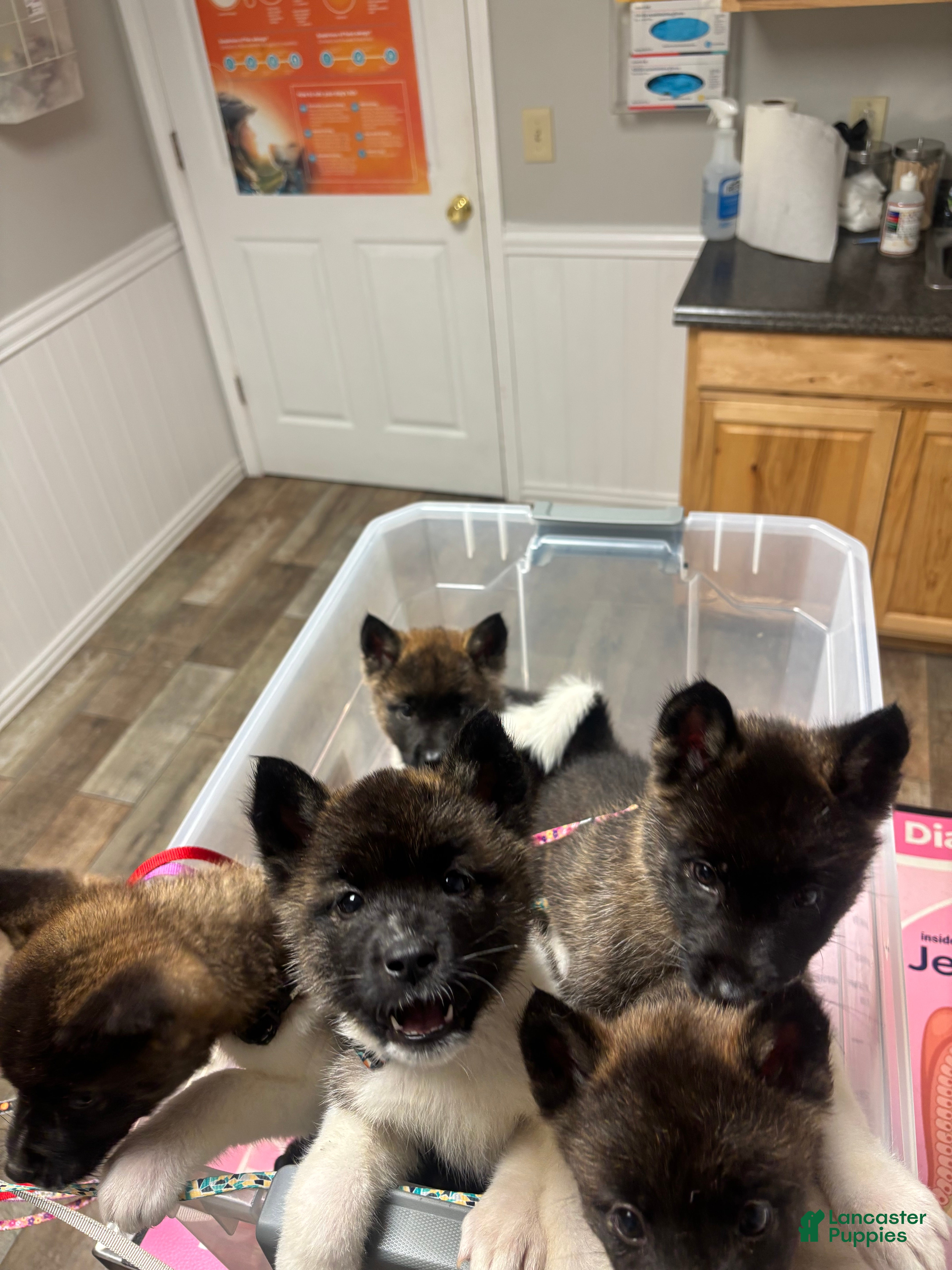 Akita dogs Akita 4 - Ad 2