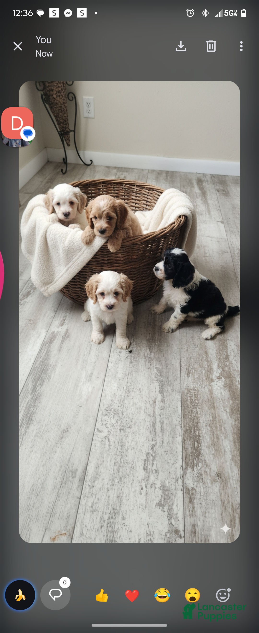 Cocker Spaniel dogs Cocker Spaniel Puppy 5 - Ad 1