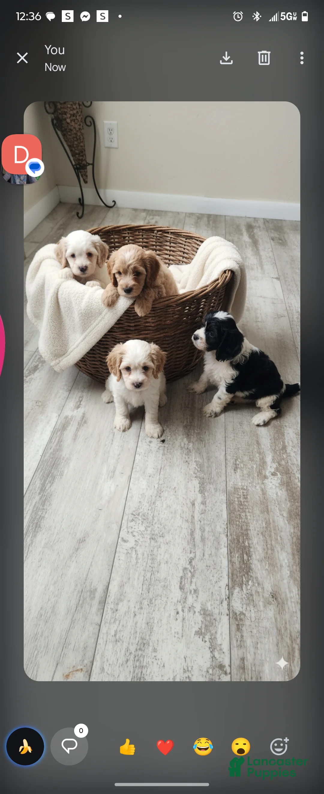 Cocker Spaniel dogs for sale: Cocker Spaniel Puppy 5 - Ad 1