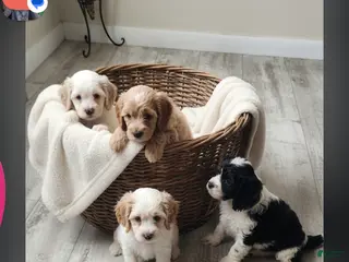 Cocker Spaniel dogs for sale: Cocker Spaniel Puppy 5 - Ad 4