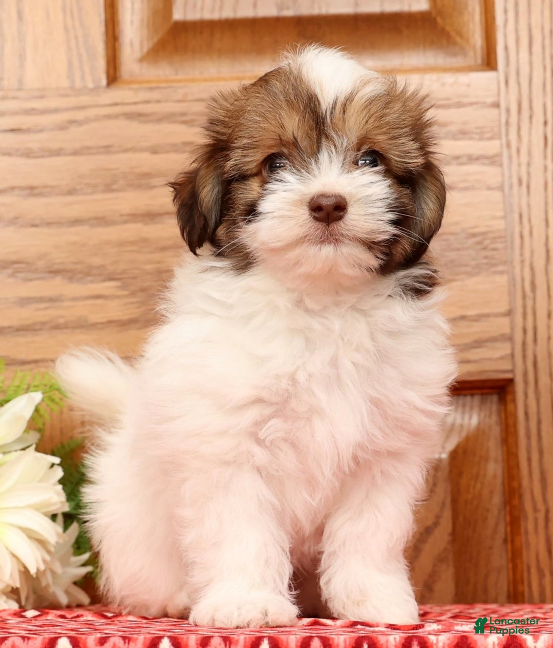 Havanese dogs for sale: Rex - Ad 3