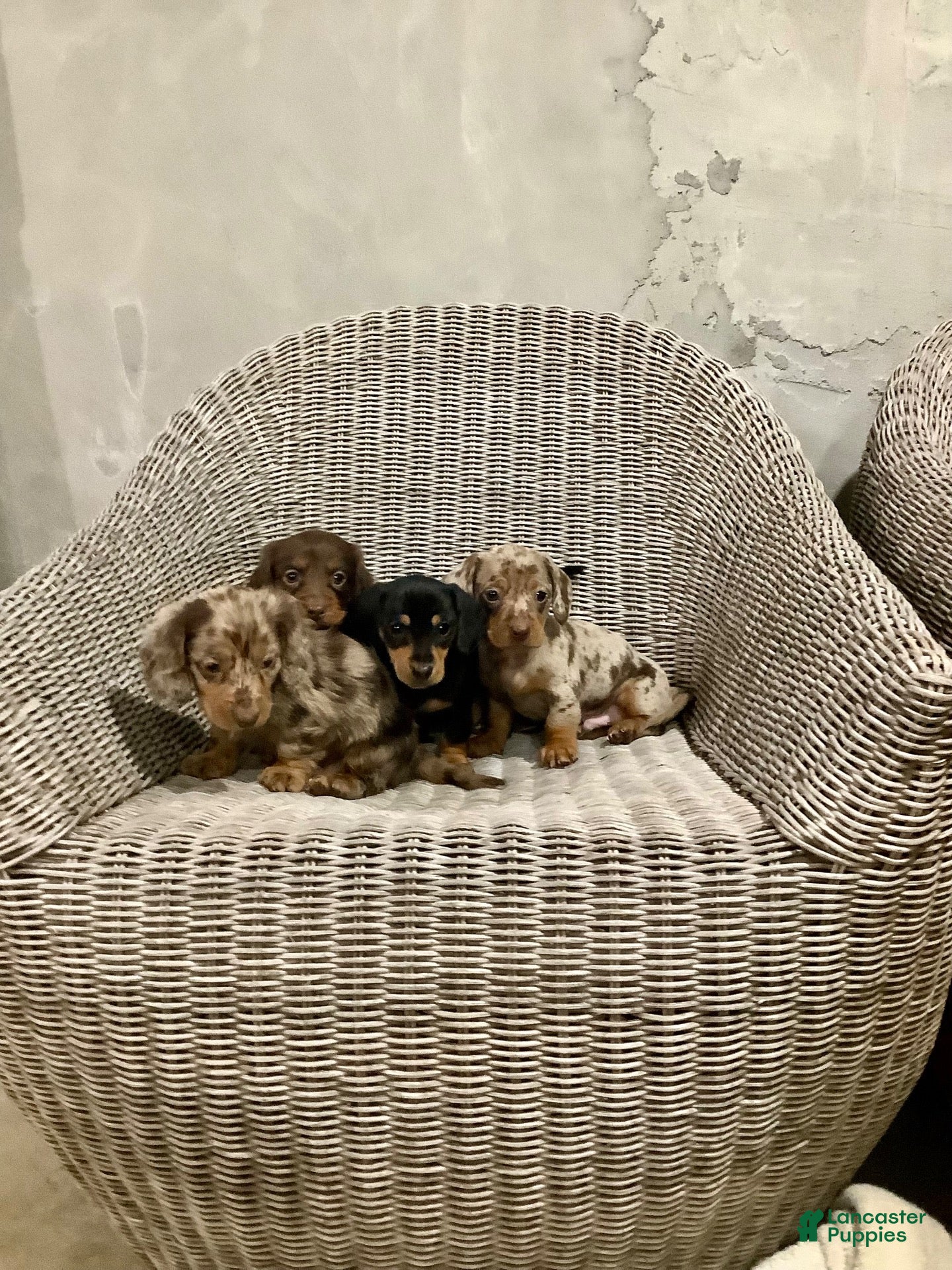Miniature Dachshund dogs for sale: Bella - Ad 2