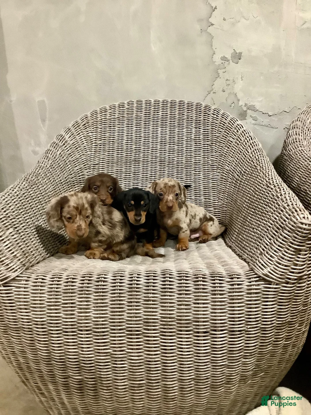 Miniature Dachshund dogs for sale: Bella - Ad 2
