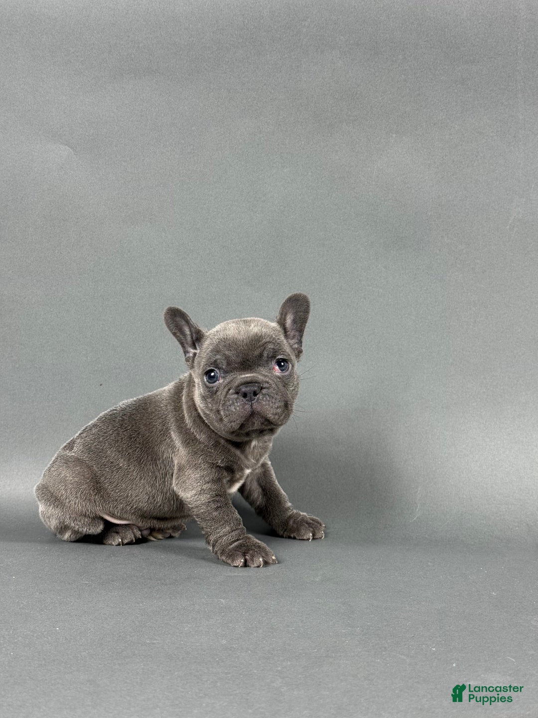 French Bulldog dogs for sale: Arlo - Ad 3