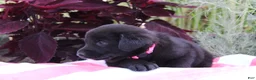 Labrador Retriever dogs for sale: Rosey - Ad 4