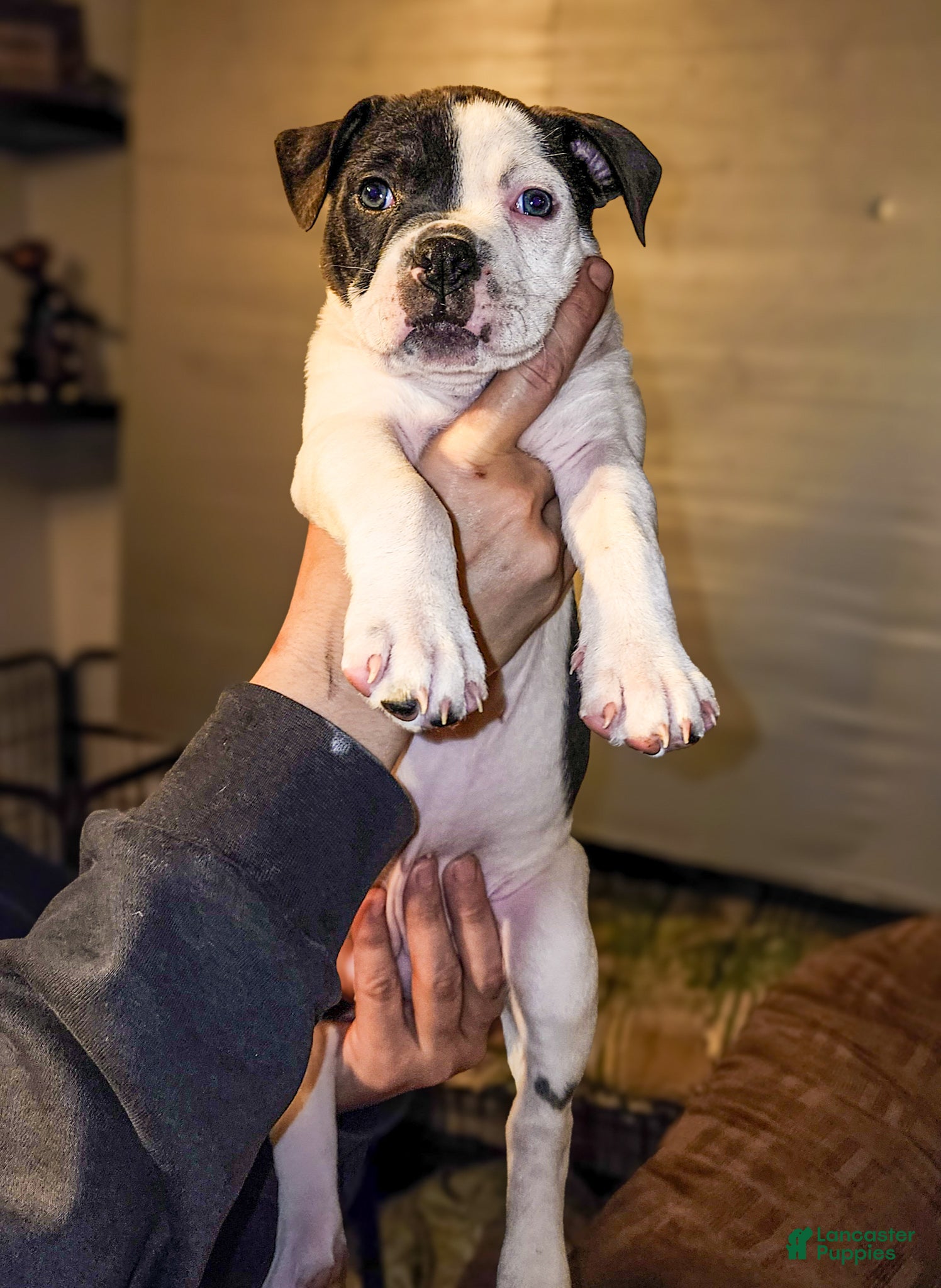 Mixed Breed dogs Squirt - Ad 8