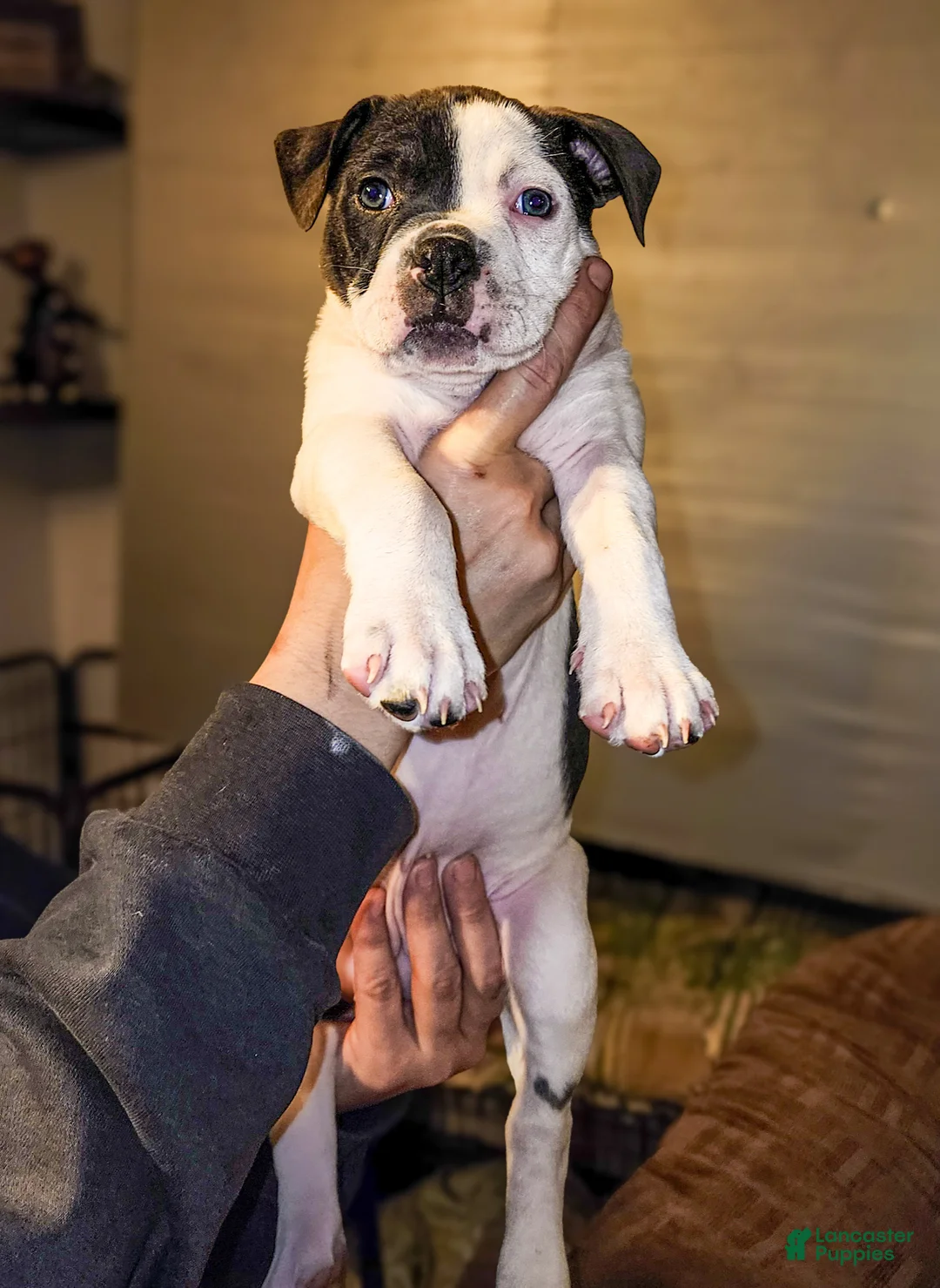 Mixed Breed dogs for sale: Squirt - Ad 1