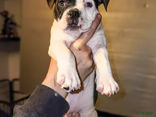 Mixed Breed dogs Squirt - Ad 7