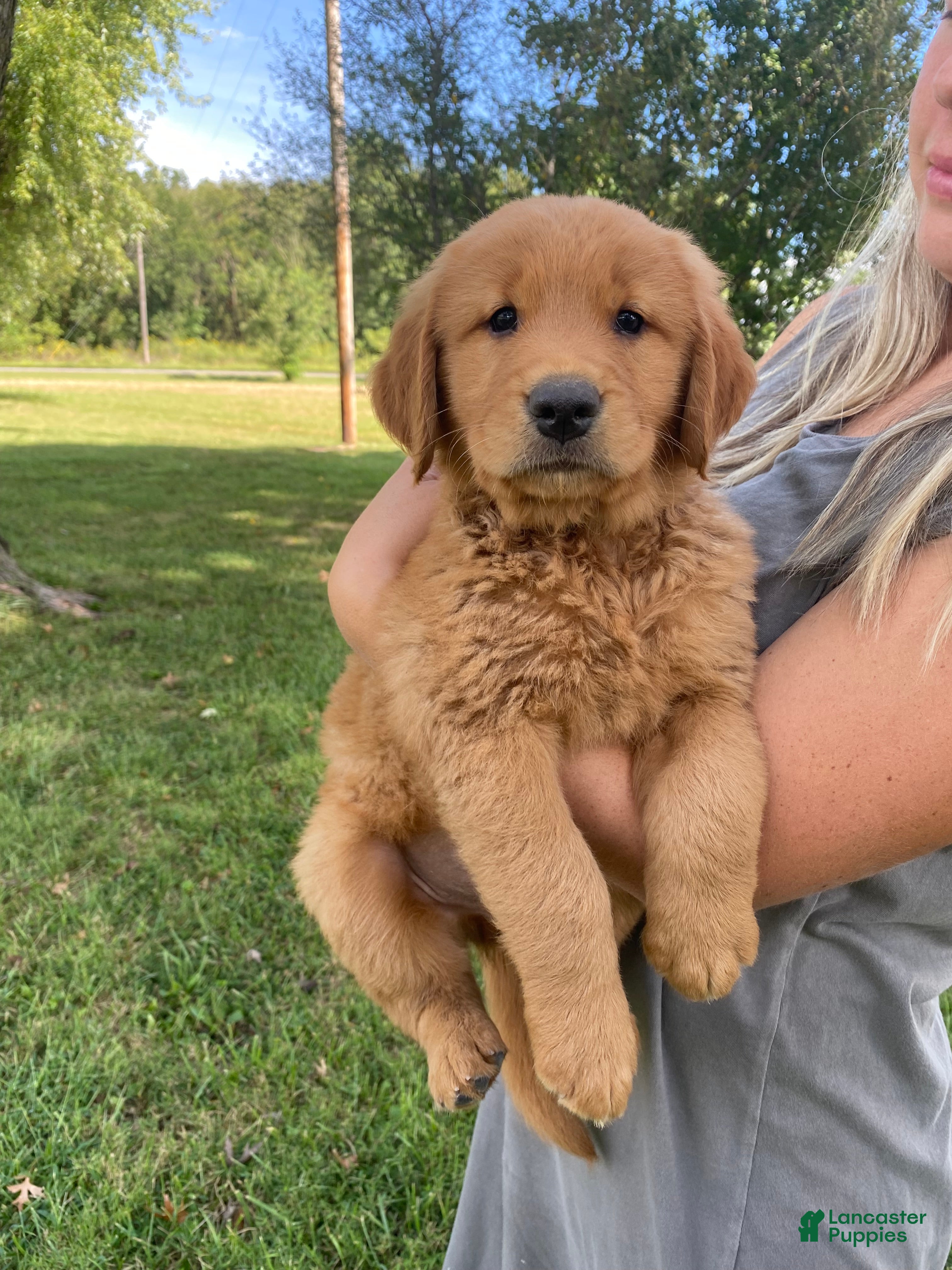 Golden Retriever dogs for sale: Max - Ad 2