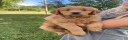 Golden Retriever dogs for sale: Max - Ad 1