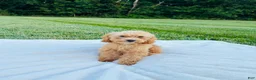 Bichpoo dogs for sale: Bailey - Ad 6