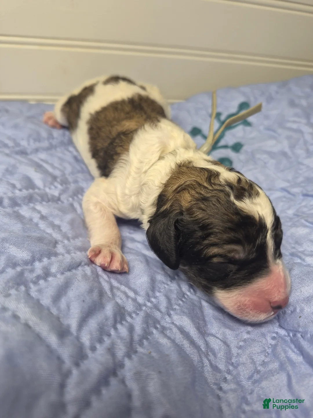 Labradoodle dogs for sale: Kangaroo Apple  - Ad 2