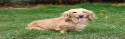 Miniature Dachshund dogs for sale: Nashville  - Ad 5