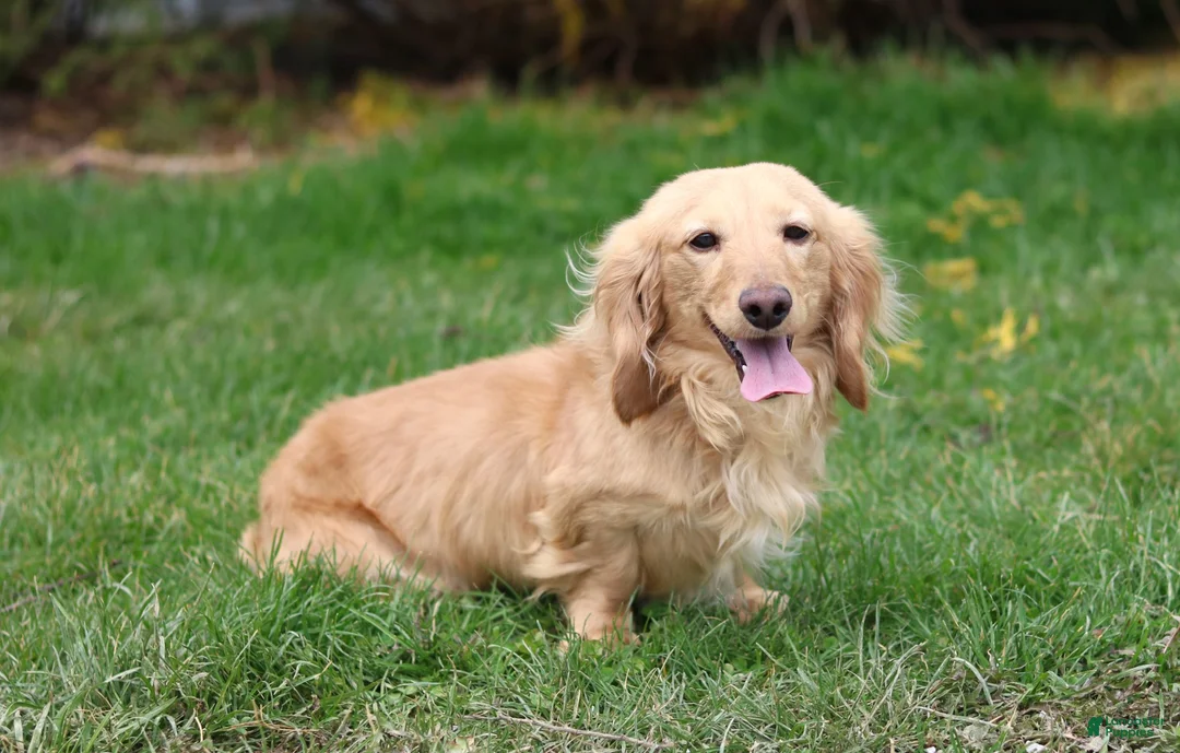 Miniature Dachshund dogs for sale: Nashville  - Ad 5