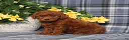 Miniature Poodle dogs for sale: Nevaeh - Ad 3