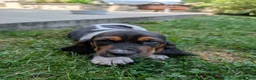 Basset Hound dogs for sale: Angel - Ad 11