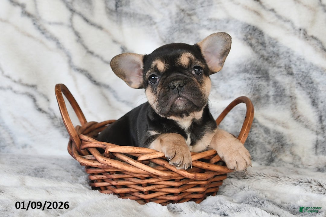 Mixed Breed dogs for sale: Nancy - Ad 2